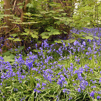 Buy canvas prints of Bluebells by Jason Connolly