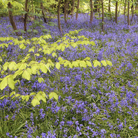Buy canvas prints of Bluebell wood by Jason Connolly