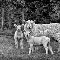 Buy canvas prints of  Sheep by Jason Connolly