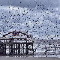 Buy canvas prints of North Pier Starlings by Jason Connolly