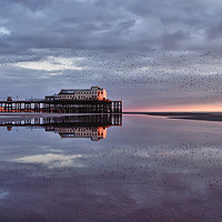 Buy canvas prints of North Pier Starlings by Jason Connolly