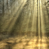 Buy canvas prints of Sunrays At Tarn Hows by Jason Connolly