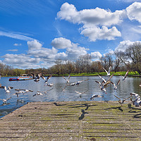 Buy canvas prints of Stanley Park Seagulls by Jason Connolly