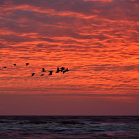 Buy canvas prints of Birds At Sunset by Jason Connolly