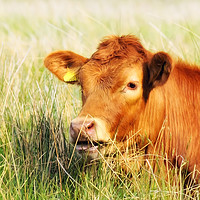 Buy canvas prints of Cumbrian Cow.. by Jason Connolly