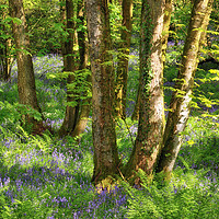 Buy canvas prints of Bluebell wood, Caldervale by Jason Connolly