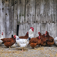 Buy canvas prints of Farmyard Chickens by Jason Connolly