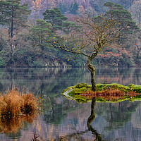 Buy canvas prints of Rydalwater Tree by Jason Connolly