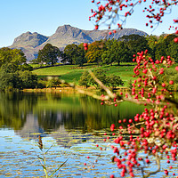 Buy canvas prints of Loughrigg Tarn Reflections. by Jason Connolly