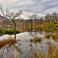 Buy canvas prints of The Tree At Rydalwater by Jason Connolly