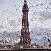 Buy canvas prints of Starlings At The Tower. by Jason Connolly