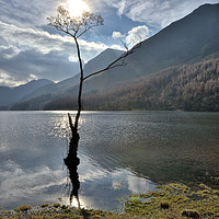 Buy canvas prints of The Buttermere tree by Jason Connolly