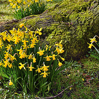 Buy canvas prints of Springtime Daffodils by Jason Connolly