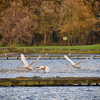 Buy canvas prints of Swans At Stanley Park by Jason Connolly