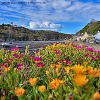 Buy canvas prints of Fishguard Flowers. by Jason Connolly