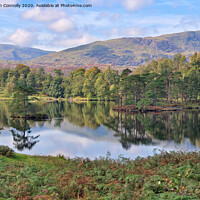 Buy canvas prints of Tarn Hows, Cumbria. by Jason Connolly