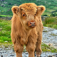 Buy canvas prints of Highland Cattle. by Jason Connolly