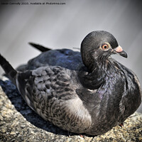 Buy canvas prints of The Pigeon. by Jason Connolly