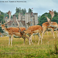 Buy canvas prints of Fallow Deer, Knole Park by Jason Connolly