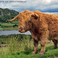 Buy canvas prints of Highland Cattle by Jason Connolly
