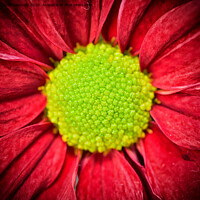 Buy canvas prints of Gerbera. by Jason Connolly