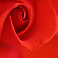 Buy canvas prints of Roses Are Red. by Jason Connolly