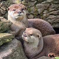 Buy canvas prints of Otters. by Jason Connolly