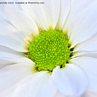 Buy canvas prints of Daisy. by Jason Connolly