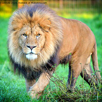 Buy canvas prints of African Lion. by Jason Connolly