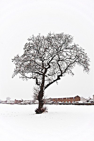 Gnarled tree in the snow Picture Board by Tom Gomez