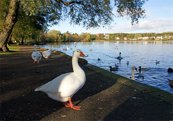 Geese at Linlithgow Loch Picture Board by Tom Gomez