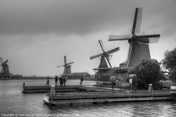Windmills on the River Zaan B&W Picture Board by Tom Gomez