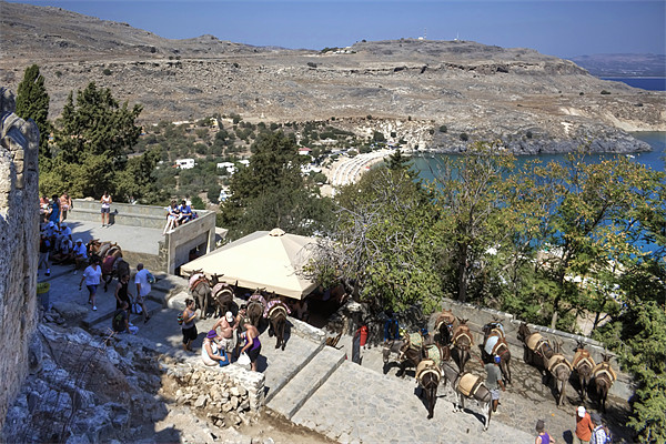 Lindos Donkeys Picture Board by Tom Gomez