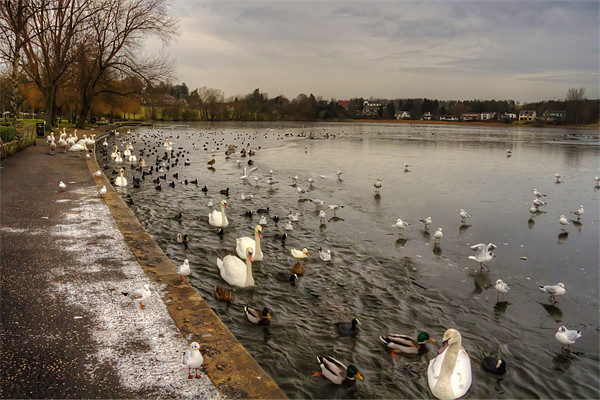 Winter Wildfowl Picture Board by Tom Gomez