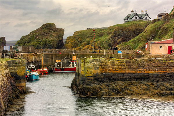 The Harbour at St Abbs Picture Board by Tom Gomez