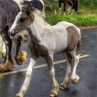 Buy canvas prints of Foal at the Fair by Tom Gomez