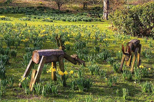 Step away from my Daffodils Picture Board by Tom Gomez