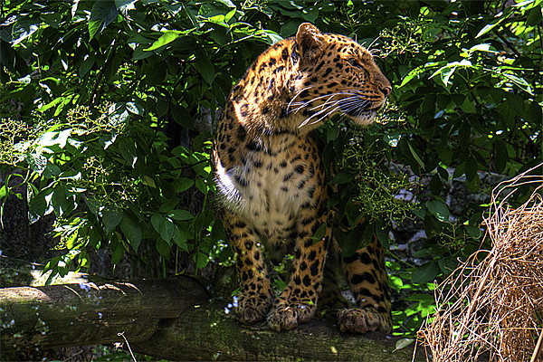 Amur Leopard Picture Board by Tom Gomez
