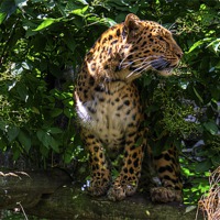 Buy canvas prints of Amur Leopard by Tom Gomez