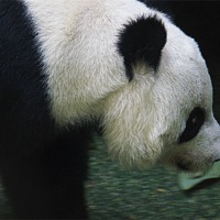 Buy canvas prints of Tian Tian by Tom Gomez