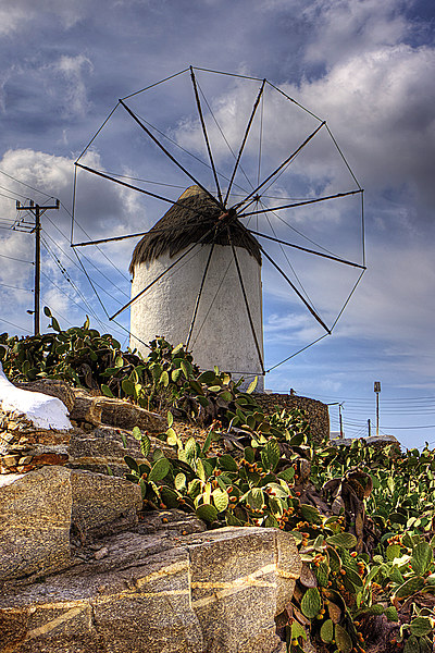 Windmill in a Pricky Pear field Picture Board by Tom Gomez