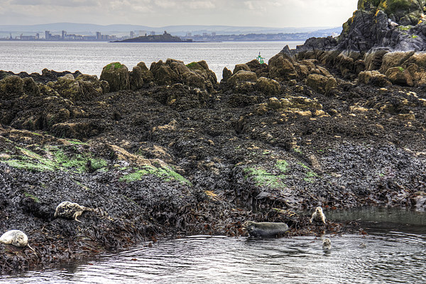 Grey seals on Inchcolm Picture Board by Tom Gomez