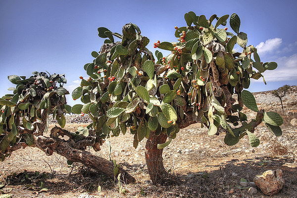 Opuntia ficus-indica Picture Board by Tom Gomez