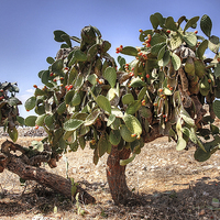 Buy canvas prints of Opuntia ficus-indica by Tom Gomez