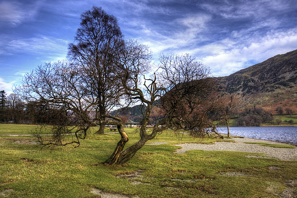 Gnarled Tree at Glenridding Picture Board by Tom Gomez