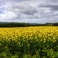 Buy canvas prints of A Yellow and Pleasant Land by Tom Gomez