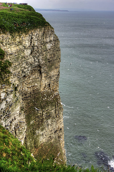 The cliffs at Bempton Picture Board by Tom Gomez