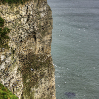 Buy canvas prints of The cliffs at Bempton by Tom Gomez