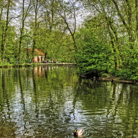Buy canvas prints of Thornton le Dale Duck Pond by Tom Gomez