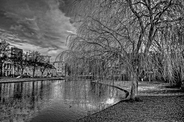 Winter Willow B&W Picture Board by Tom Gomez